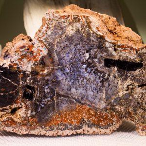 Zkamenělá sigilarie v chalcedonu Český Ráj (Holenice)